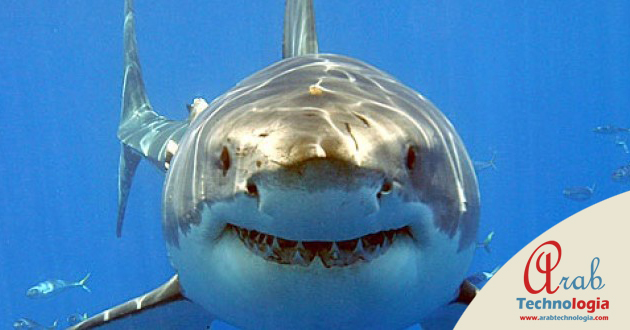 sharks-stop-threatening-internet via www.arabtechnologia.com