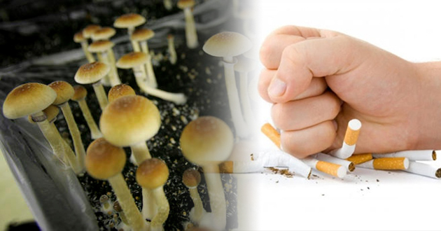 magic--mushrooms-quit-smoking via www.arabtechnologia.com